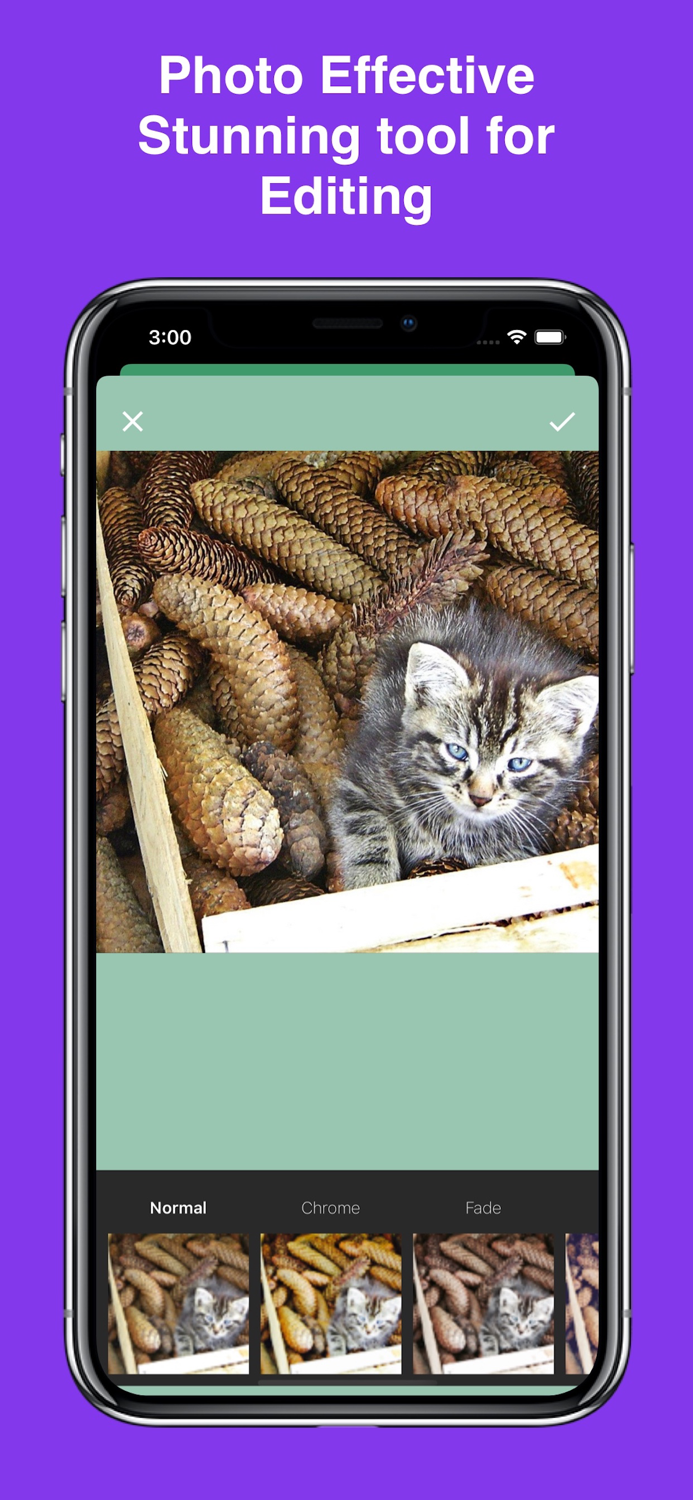 Kitty Cat Wallpapers 4K HD