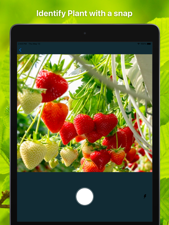 Plant Finder Tree identifer iPad screenshot 2 - Education app
