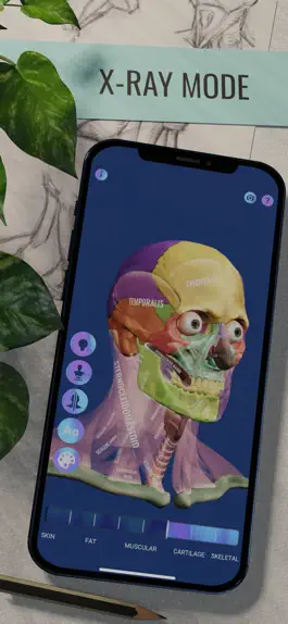 Game screenshot Ecorche: Portrait Anatomy hack