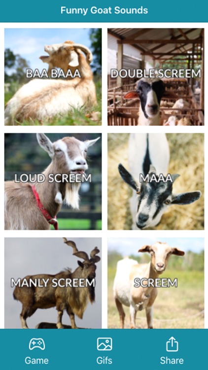 Funny Goat Sounds