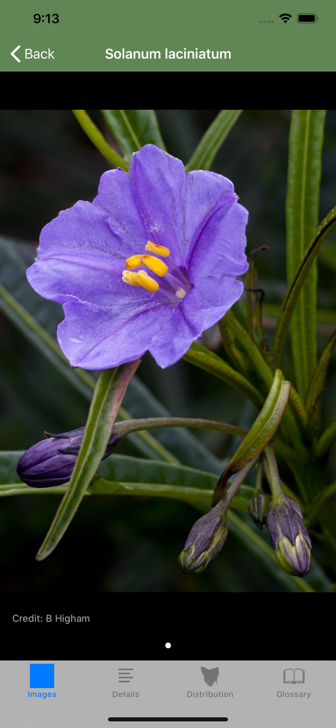 Flowering Plants of Tasmania
