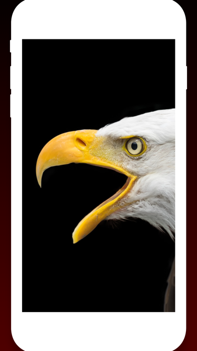 Screenshot #3 pour Birds Wallpapers HD