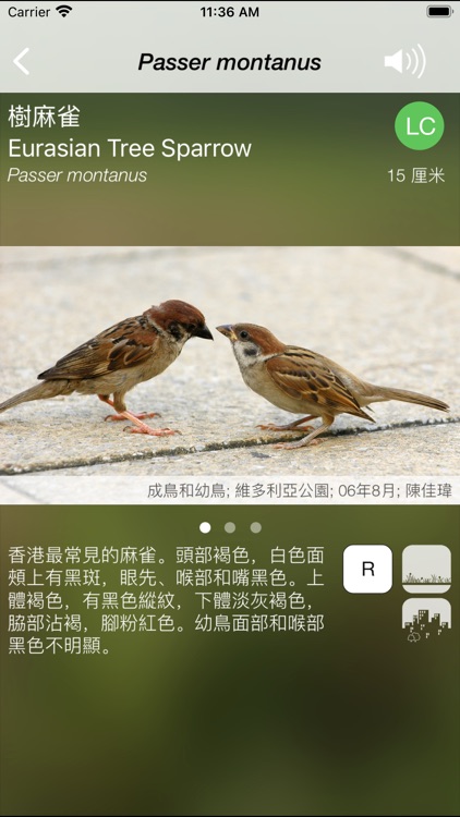 HKcBirds: Common Birds of HK screenshot-7