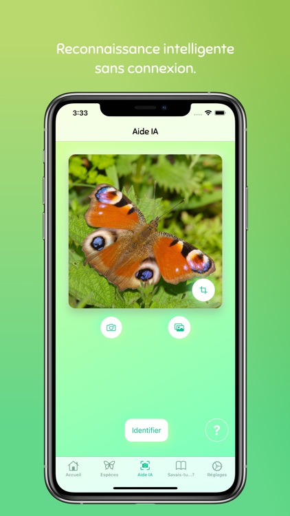 Machaon — Guide des papillons