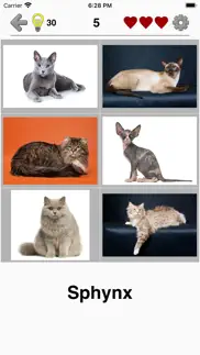 cats: photo-quiz about kittens iphone screenshot 2