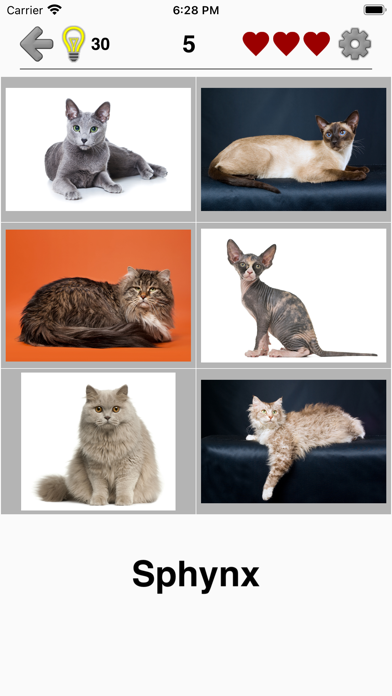 Cats Quiz screenshot 2