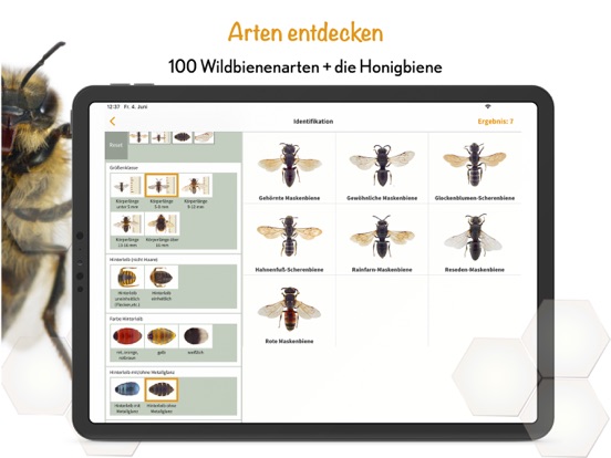 Screenshot #6 pour Wildbienen Id BienABest