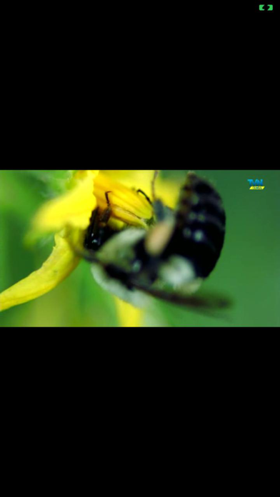 Tvn Global Screenshot