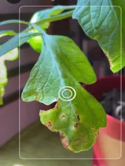 Tomato Diseases Identification iPad image 2