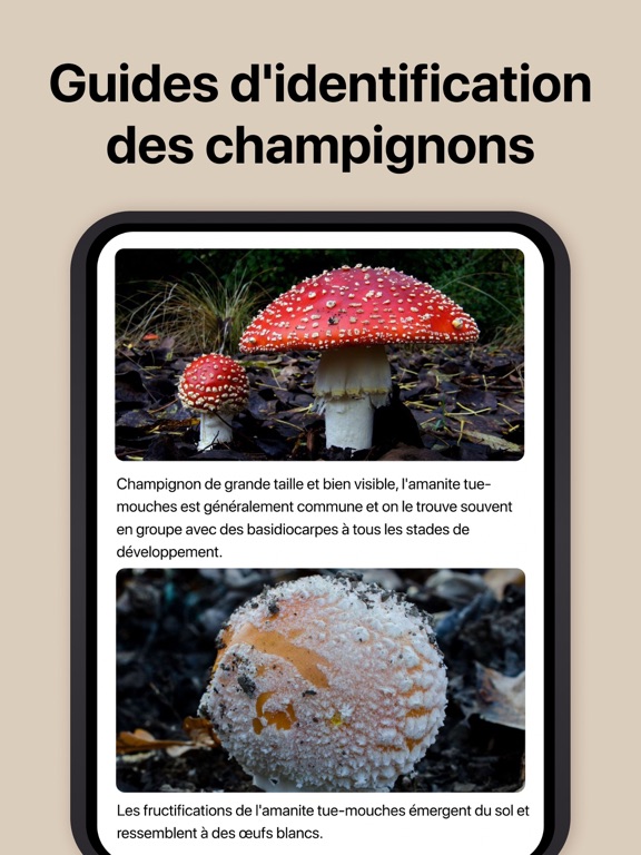 Picture Mushroom - Mushroom ID Picture Mushroom - Mushroom ID