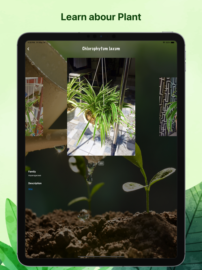 Weed identification leaf snap