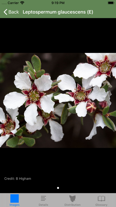 Flowering Plants of Tasmania Screenshot