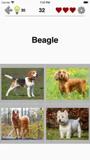 dogs quiz: photos of cute pets iphone screenshot 4