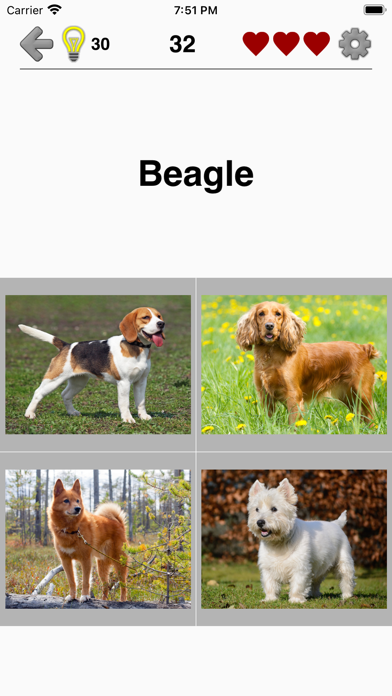 Dogs Quiz: Photos of Cute Pets Screenshot
