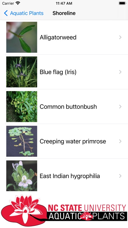 Aquatic Plants