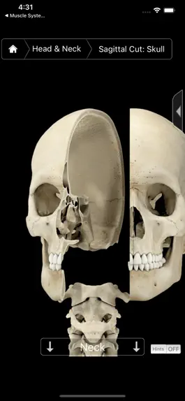 Game screenshot Skeleton System Pro III-iPhone apk