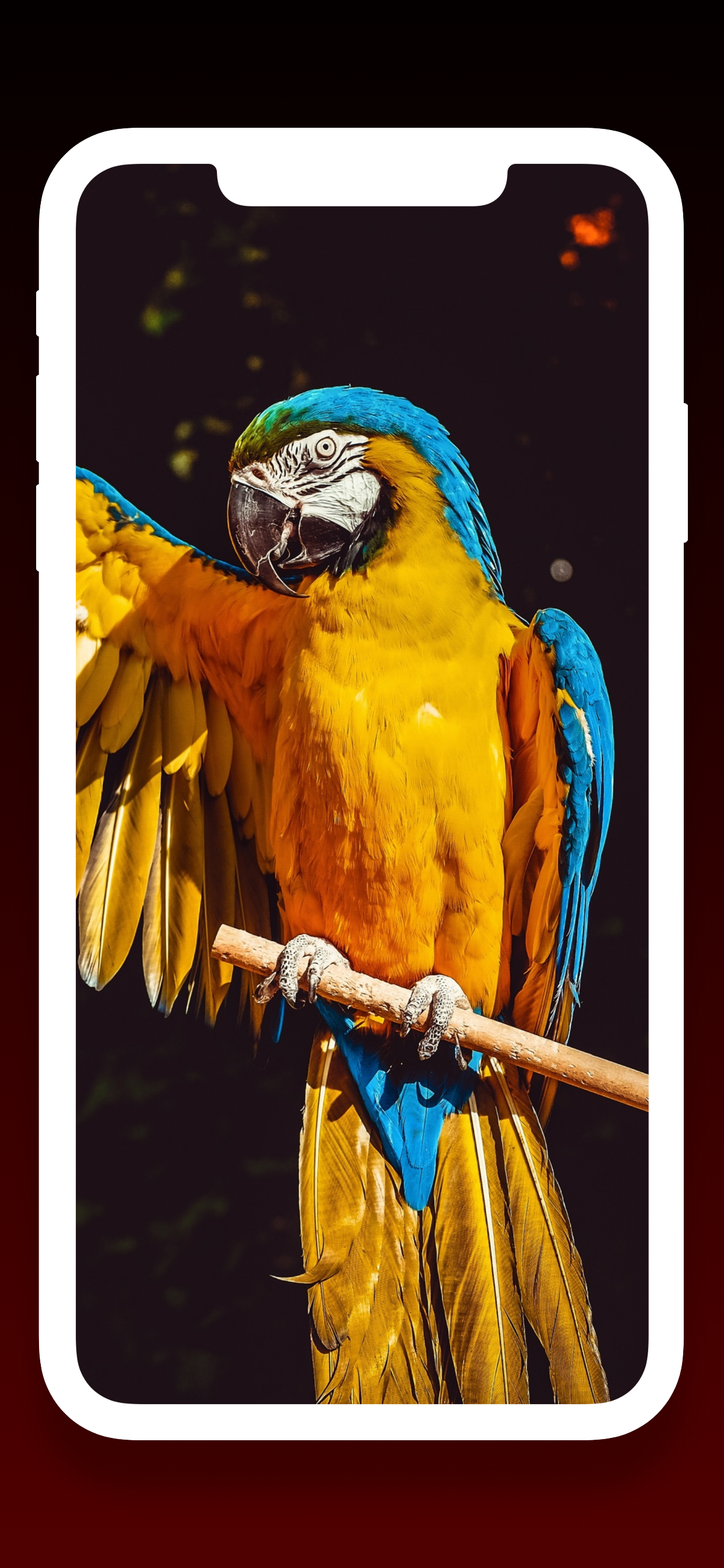 Birds Wallpapers HD