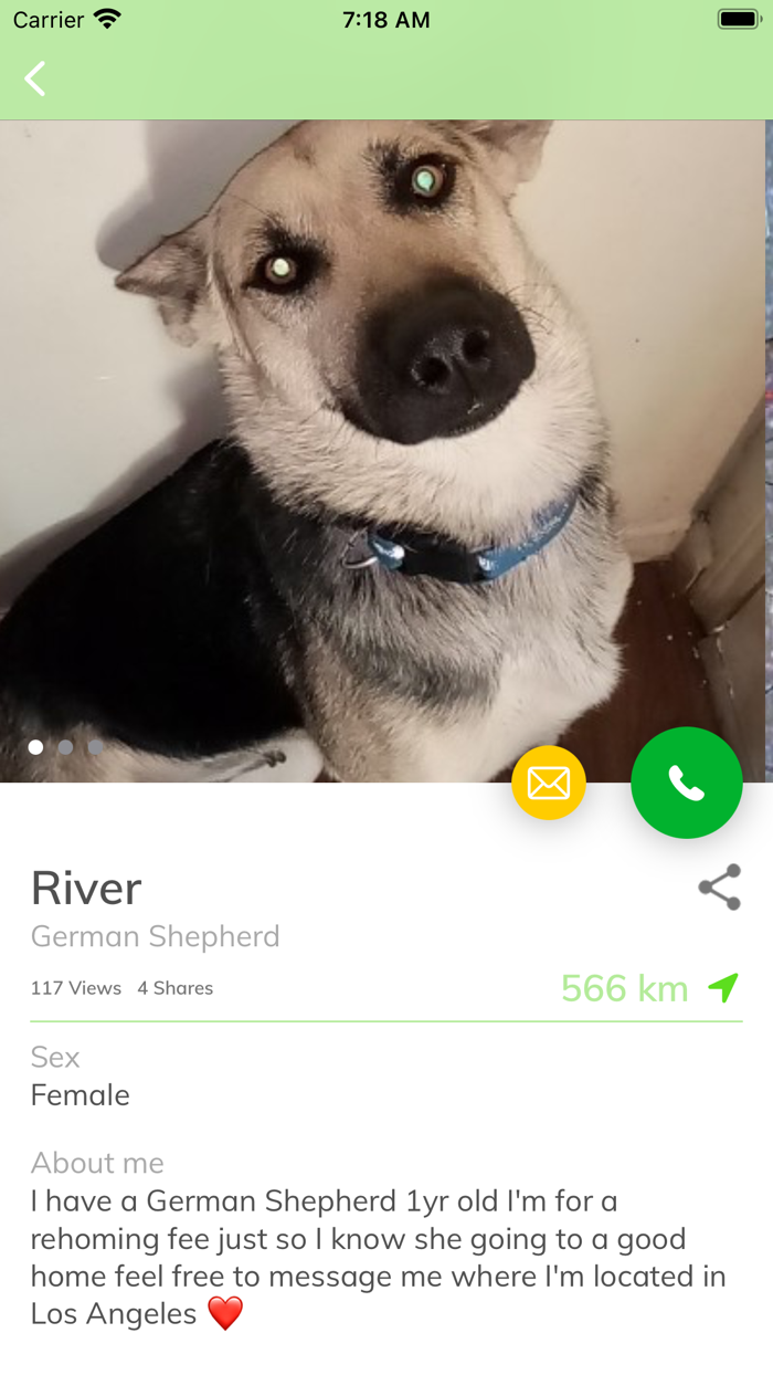 Pets Adoption Adopt Dog Cat