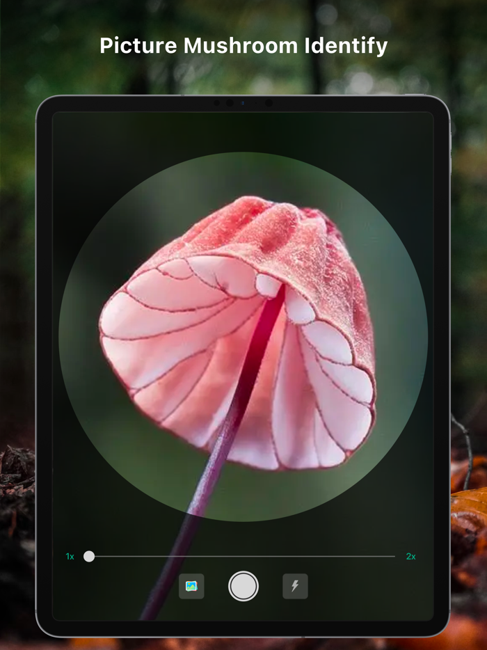 Mushroom Identifier Fungus ID