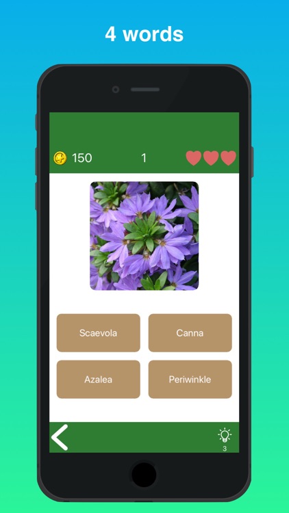 Quiz Flowers: guess one answer