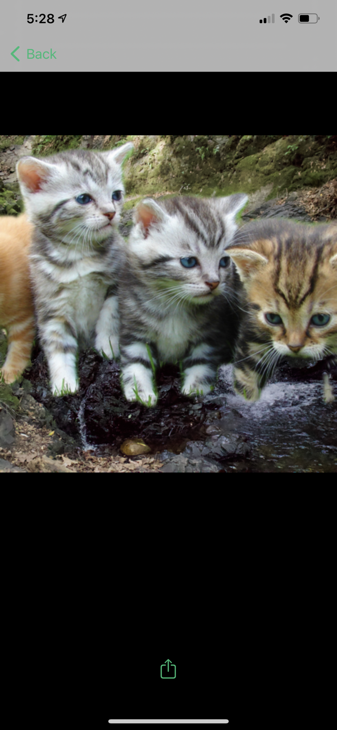 Quick Edit - Background Remove