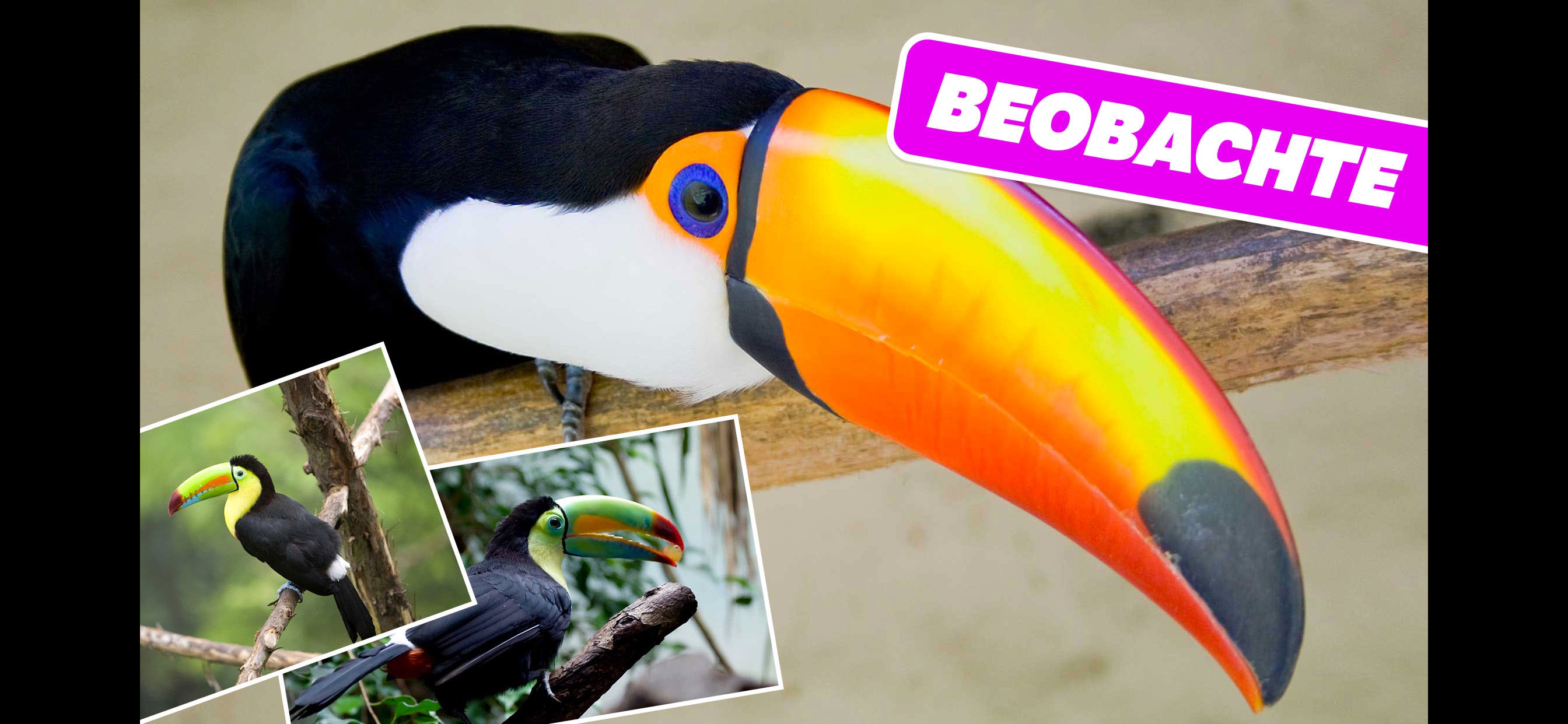 Tierlaute, Fotos und Infos