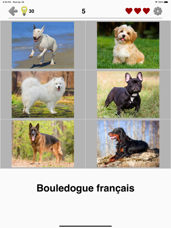 Screenshot #4 pour Chiens: Photo-quiz et la liste