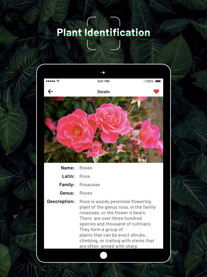 Identify Plant  Flower and Tree