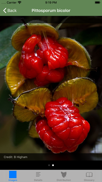 Flowering Plants of Tasmania Screenshot