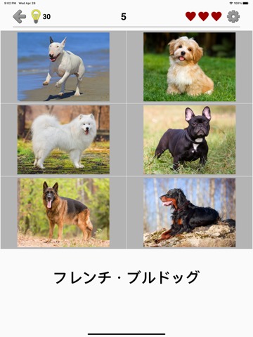 犬 - 写真付きクイズ、犬の品種一覧のおすすめ画像1