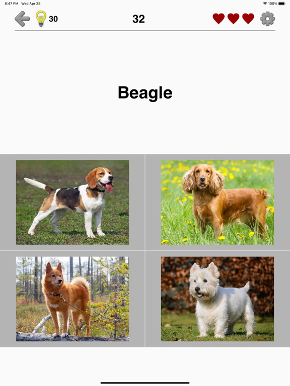 Dogs Quiz: Photos of Cute Pets screenshot 4