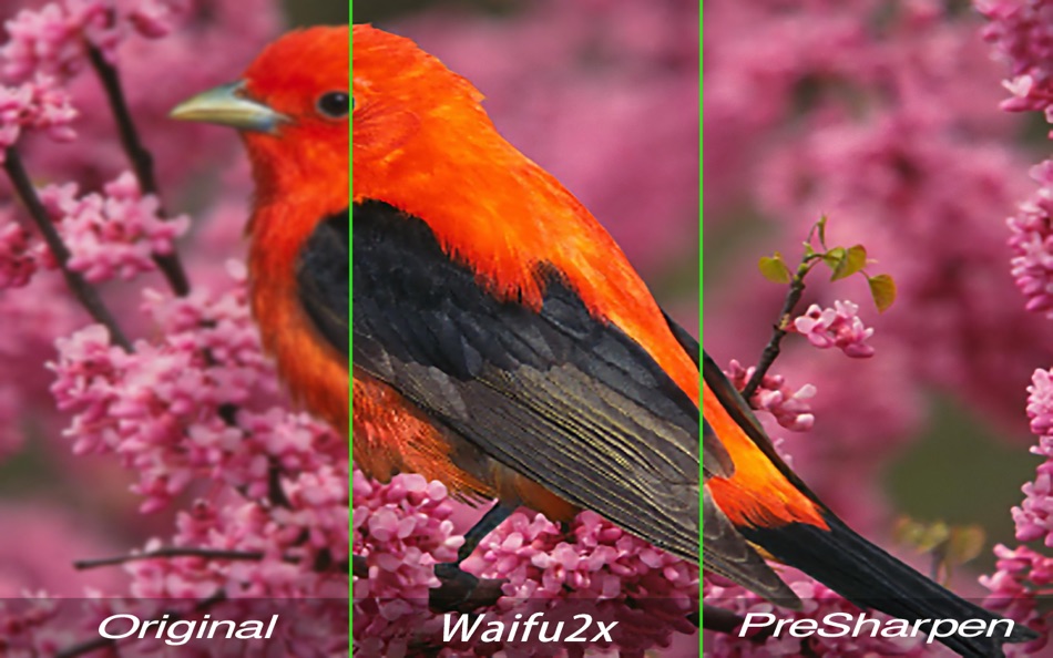 #1. Super Photo Upscaler - Waifu2x (macOS) 由: 秀英 朱