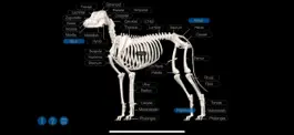 Game screenshot Dog Anatomy: Canine 3D apk