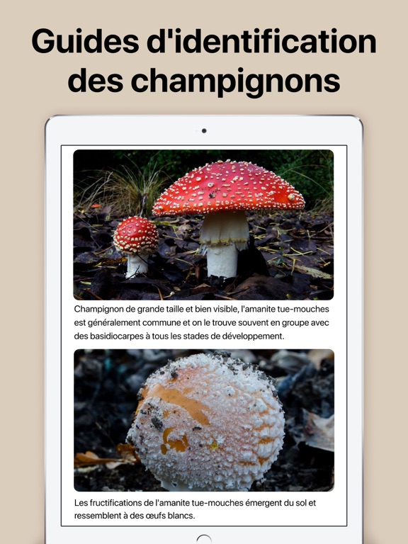 Picture Mushroom - Champignon Picture Mushroom - Champignon