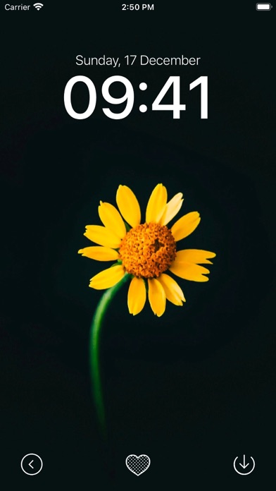 Black Wallpaper App Screenshot