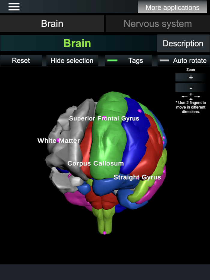 Brain and nerves Anatomy
