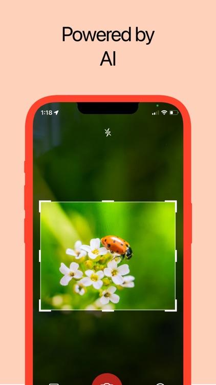 Insect Identifier: AI Scanner