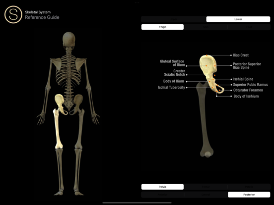 Human Skeleton Reference Guideのおすすめ画像5