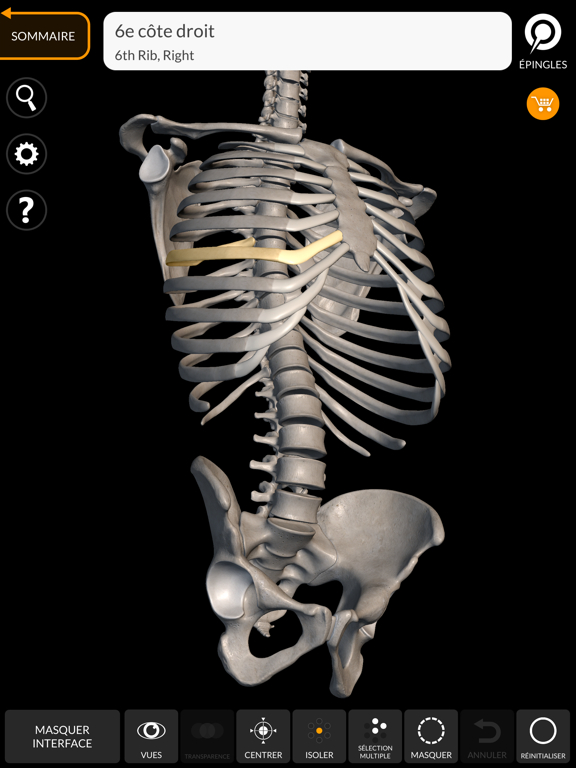 Screenshot #4 pour Squelette Anatomie 3D