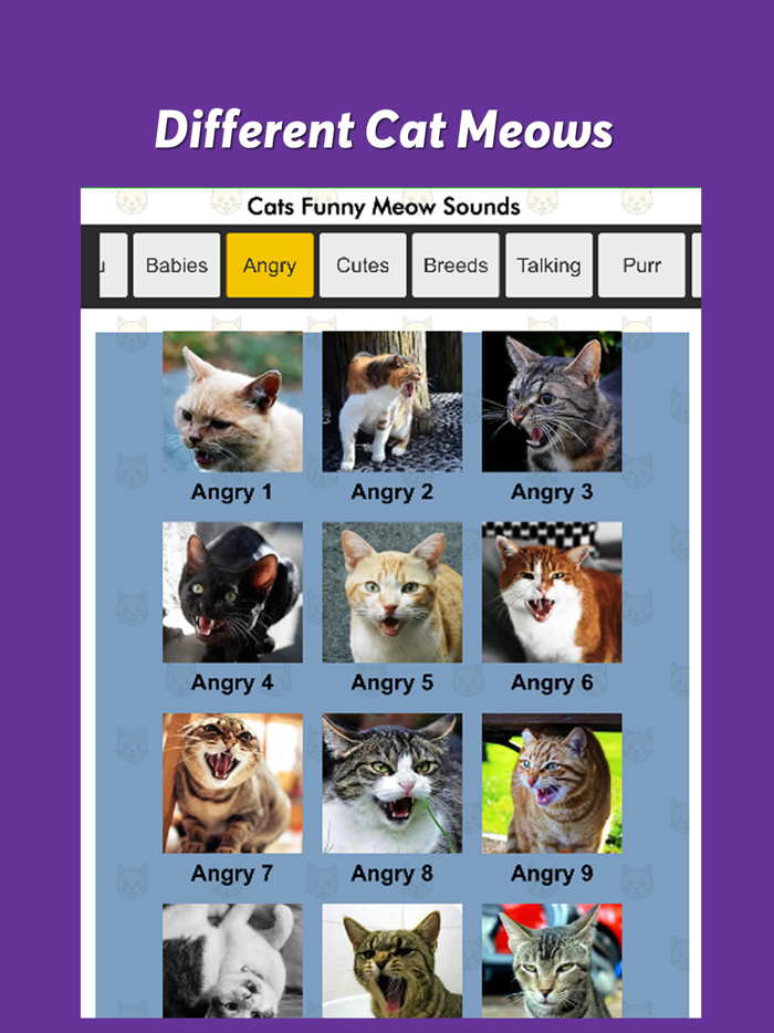 Cats Funny Meow Sounds