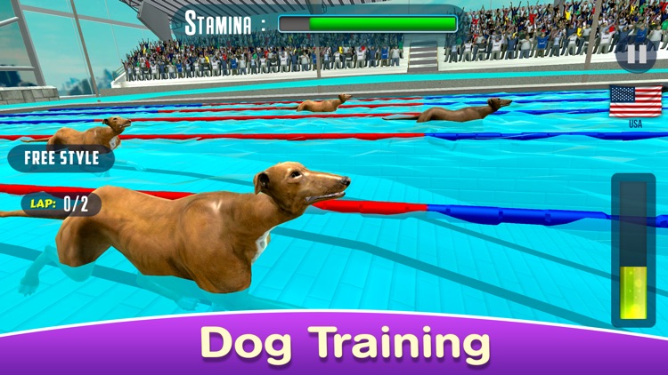 Dog Swimming Race
