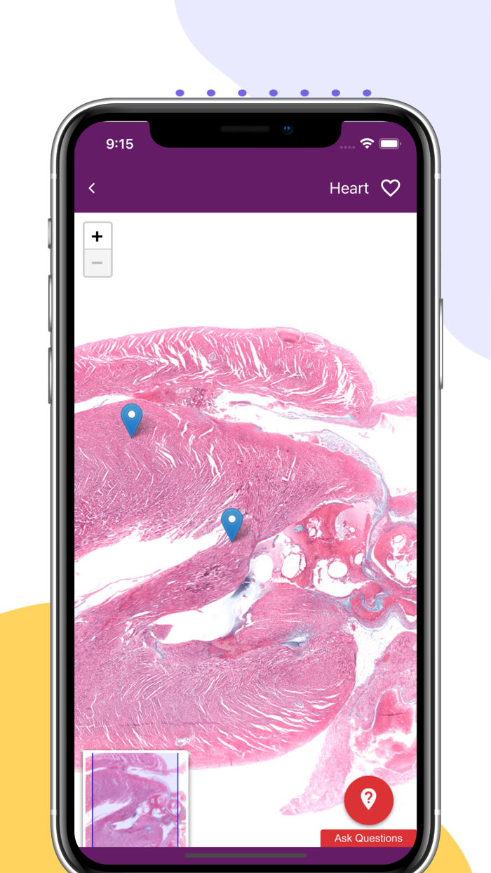 Ehistolab - Histology Slides