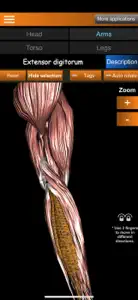 Muscular System 3D (anatomy) screenshot #6 for iPhone