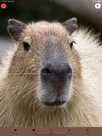 Capybara Wallpaper - Funny Petのおすすめ画像1