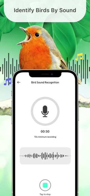 How to Identify Bird Call: Expert Tips to Master Birdsong Fast