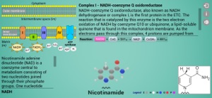 Biomolecules: Cell respiration screenshot #8 for iPhone