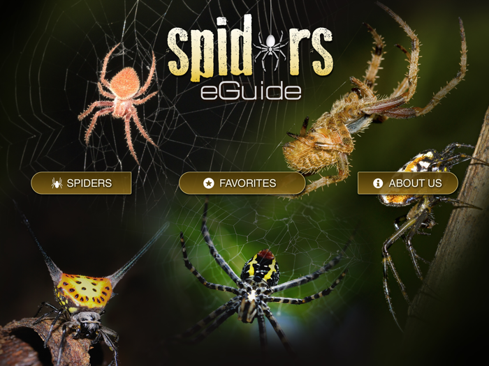 Spiders eGuide