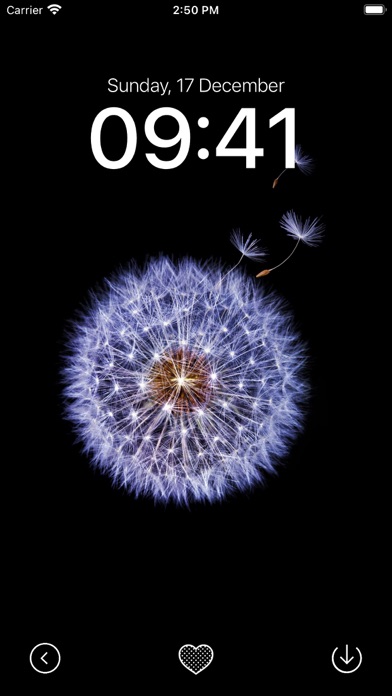 Black Wallpaper App Screenshot
