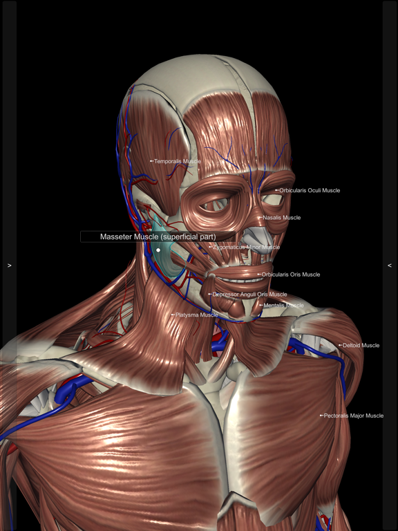 Screenshot #5 pour Introdução Anatomia Humana 3D