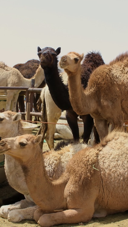 Riyadh Wallpapers screenshot-5